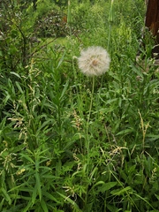Tragopogon sibiricus