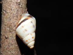Bulimulidae