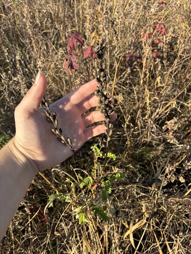 Astragalus canadensis observed 2026-10-24