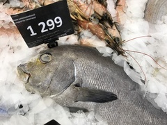 Plectorhinchus ceylonensis