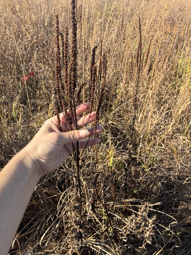 Veronicastrum virginicum observed 2026-10-24