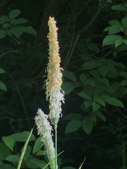 Phleum pratense