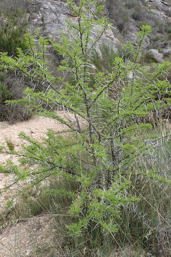 Vachellia karroo, 2026-10-18