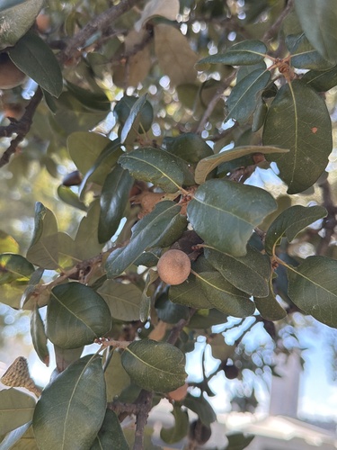 Quercus virginiana, 2026-10-24