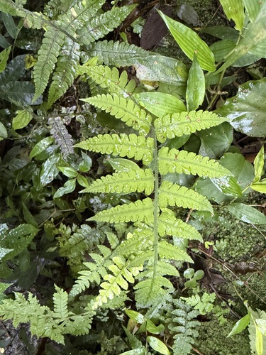 Deparia petersenii observed 2026-10-24
