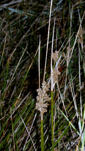 Juncus maritimus observed 2026-10-24