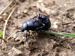 Timarcha tenebricosa