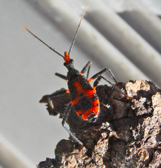 Havinthus rufovarius