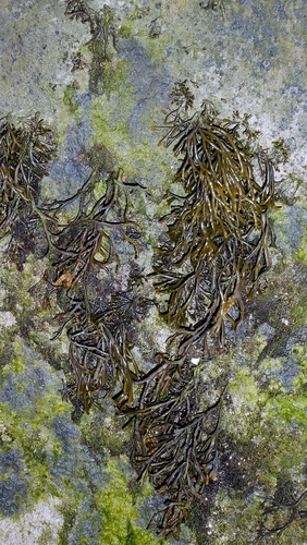 Pelvetia canaliculata observed 2026-10-24