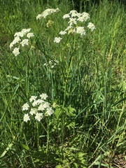 Anthriscus sylvestris