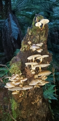 Armillaria novae-zelandiae