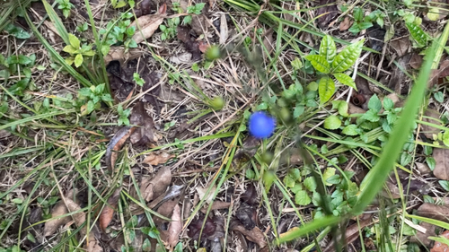 Dianella ensifolia observed 2026-10-24