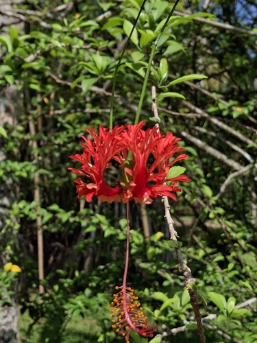 Hibiscus rosa-sinensis observed 2026-10-24