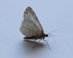 Paradarisa consonaria