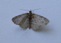 Paradarisa consonaria