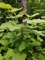 Ribes × nidigrolaria