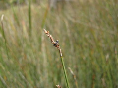Machaerina juncea
