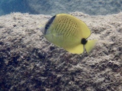 Chaetodon miliaris