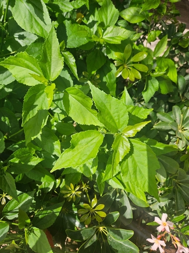 Malvaviscus penduliflorus observed 2026-10-24