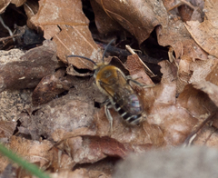 Colletes thoracicus