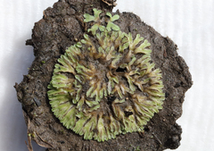 Riccia collata