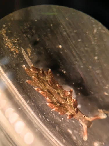 Enteromorpha observed 2026-10-21