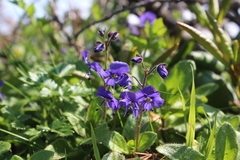 Veronica grandiflora
