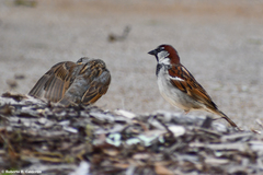 Passer domesticus