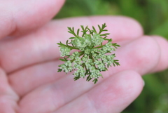 Ammoselinum butleri