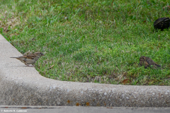 Passer domesticus