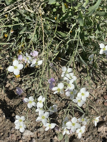 Bicolor Fanmustard