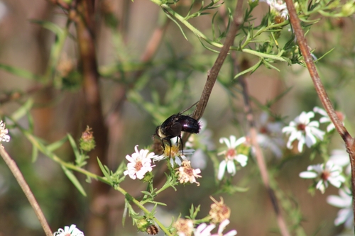 Archytas metallicus