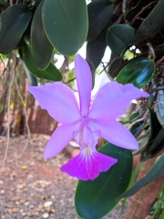 Cattleya walkeriana