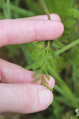 Ammoselinum butleri