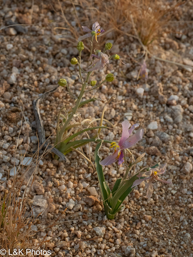 Cyanella ramosissima (Cyanella ramosissima)