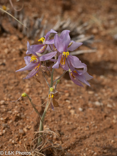 Cyanella ramosissima (Cyanella ramosissima)