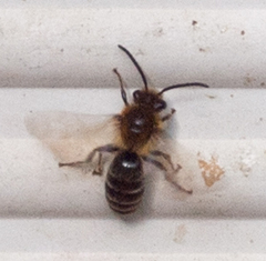 Colletes thoracicus