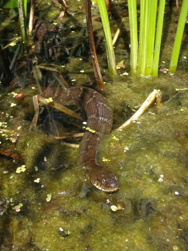 Common Watersnake photographed in New Jersey