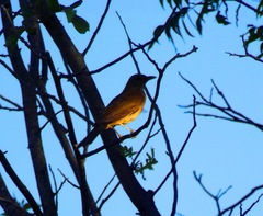 Turdus grayi