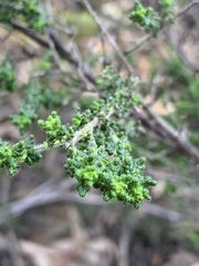 Prostanthera rugosa