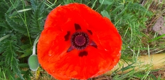 Papaver orientale