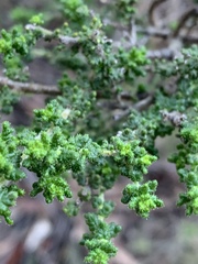 Prostanthera rugosa