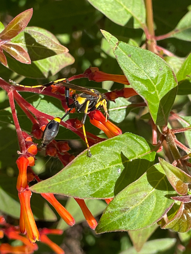 Sceliphron caementarium observed 2026-10-24