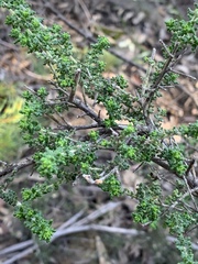 Prostanthera rugosa
