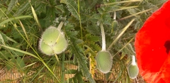 Papaver orientale