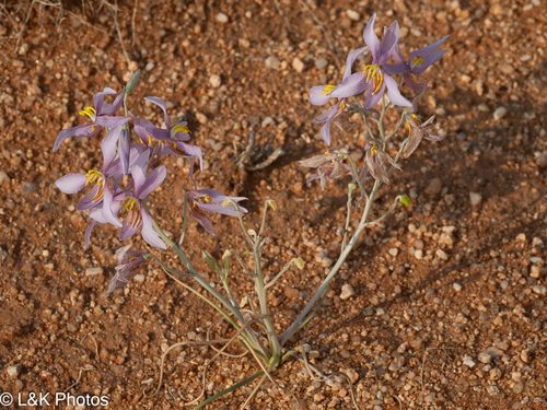 Cyanella ramosissima (Cyanella ramosissima)