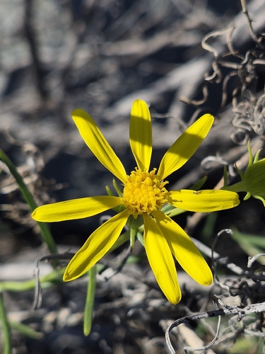 threadleaf groundsel