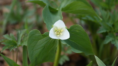Trillium camschatcense