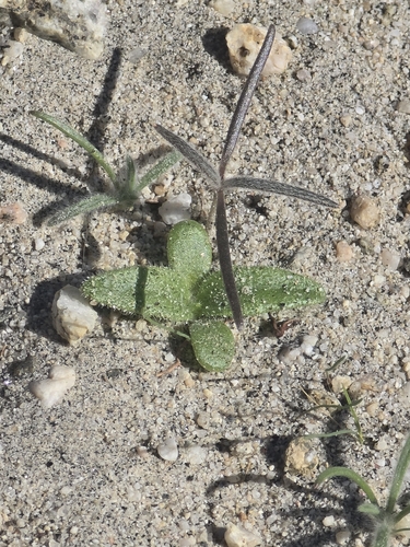 wedgeleaf draba
