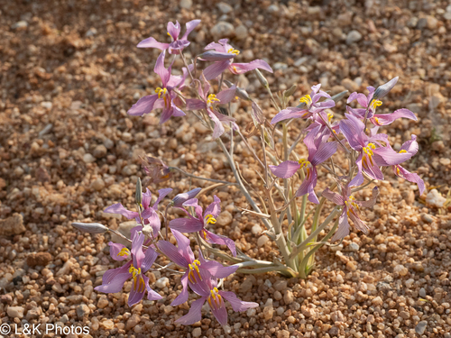 Cyanella ramosissima (Cyanella ramosissima)